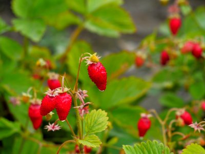 Strawberries, West Indian Raspberry, Strawberry, Vegetation