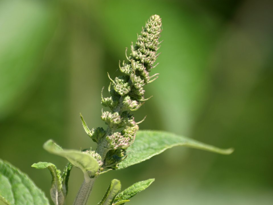 Plant, Plant Stem, Herb, Subshrub