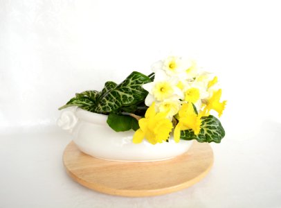 Yellow, Flower, Floristry, Flower Arranging photo