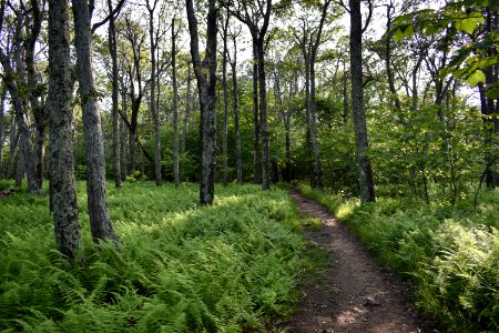 Ecosystem, Vegetation, Woodland, Path photo
