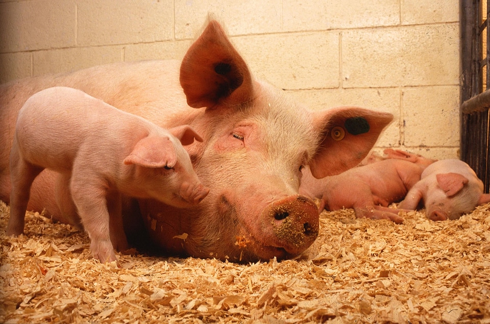 Fauna pork livestock