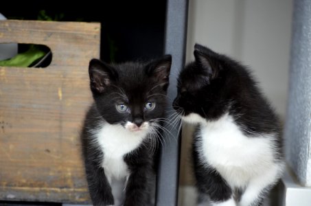 Cat, Small To Medium Sized Cats, Whiskers, Cat Like Mammal photo