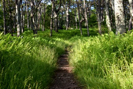 Path, Ecosystem, Vegetation, Nature Reserve photo