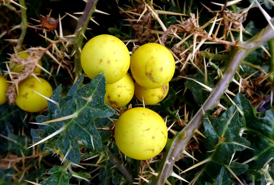 Fruit, Plant, Produce