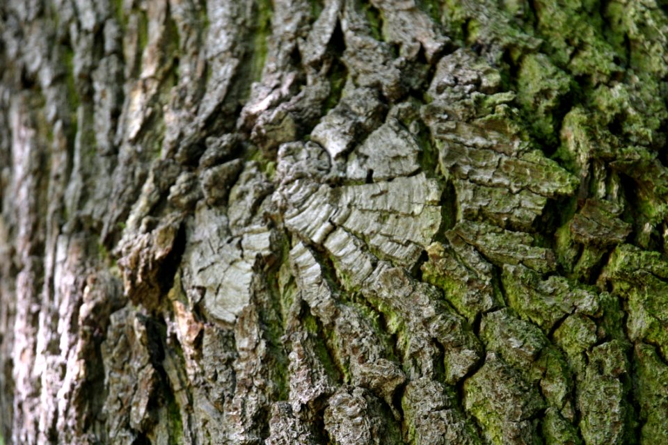 Tree, Trunk, Plant, Grass