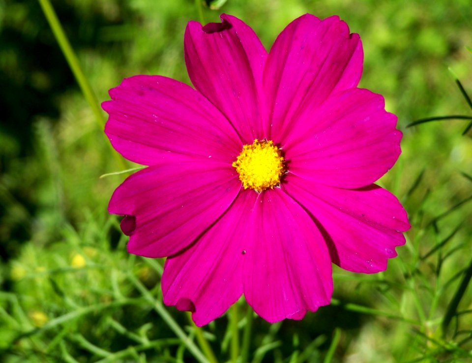 Flower, Garden Cosmos, Flowering Plant, Plant