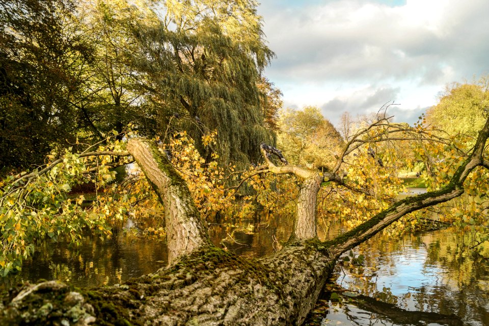 Nature, Tree, Water, Vegetation