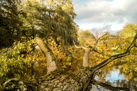 Nature, Tree, Water, Vegetation