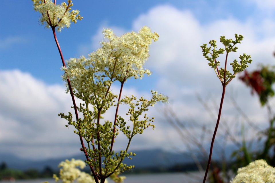 Flora, Sky, Plant, Vegetation