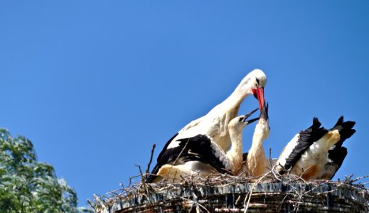 White Stork, Bird, Stork, Ciconiiformes photo