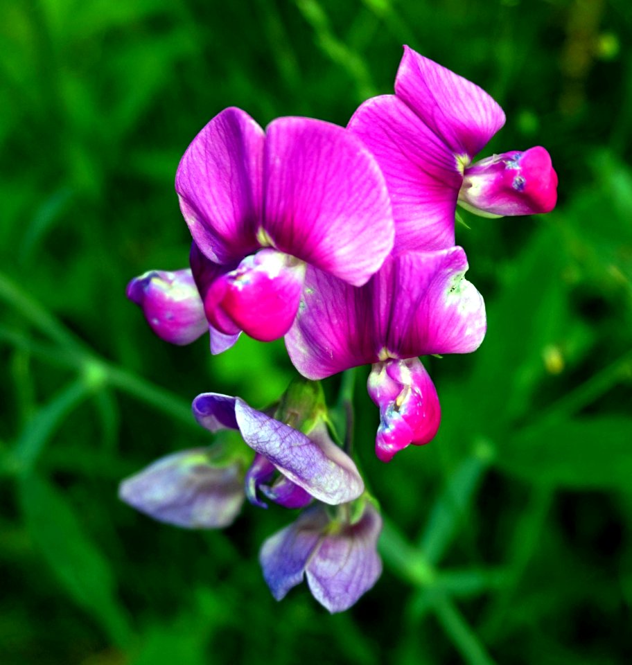 Flower, Everlasting Sweet Pea, Flora, Plant