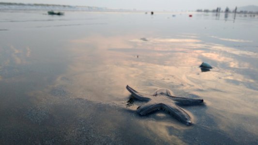 Sea, Shore, Water, Ocean