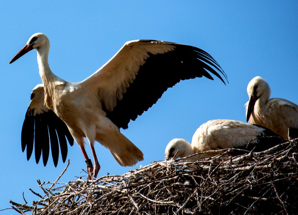 Bird, Stork, White Stork, Fauna