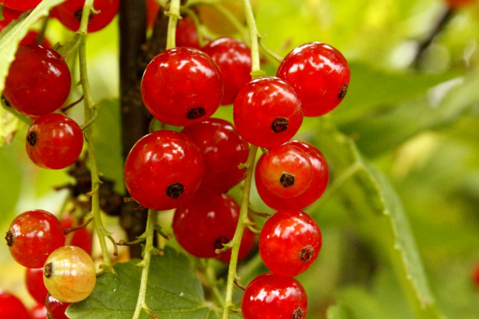 Natural Foods, Berry, Fruit, Currant
