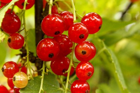 Natural Foods, Berry, Fruit, Currant photo