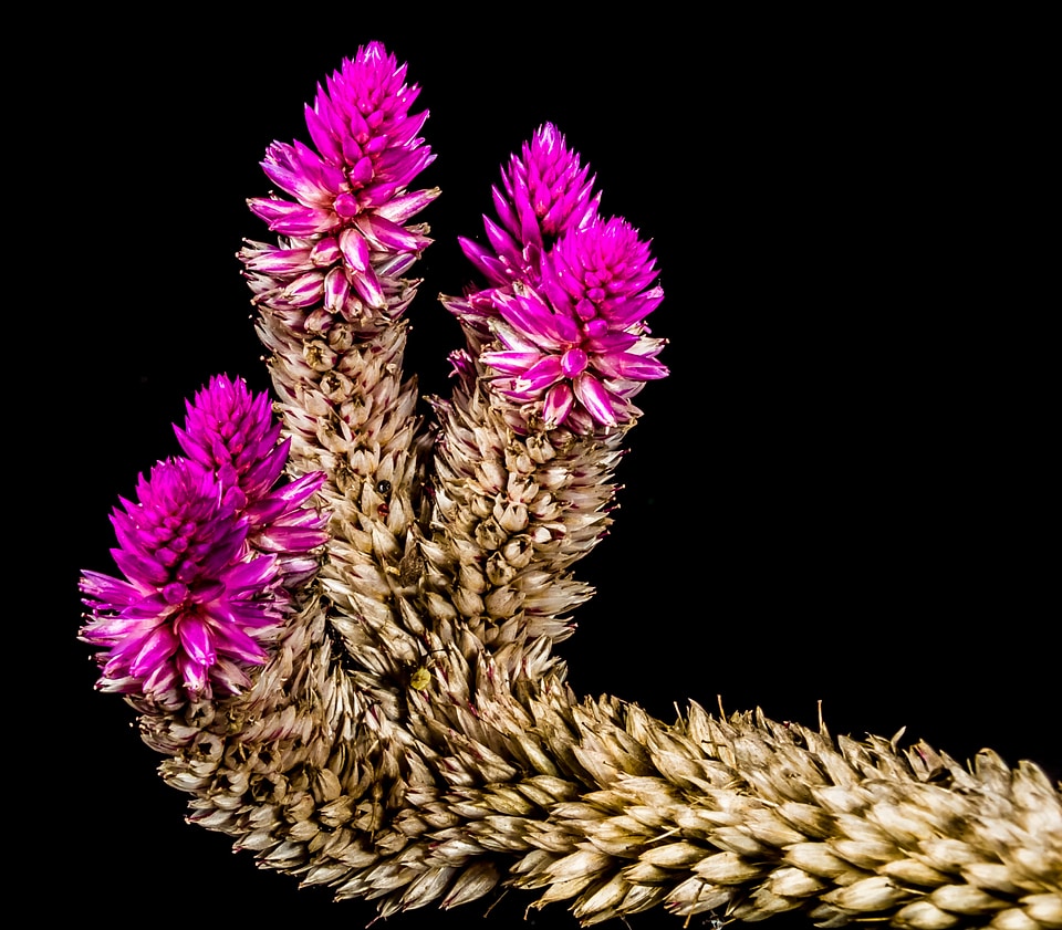 Flower wild flower close up