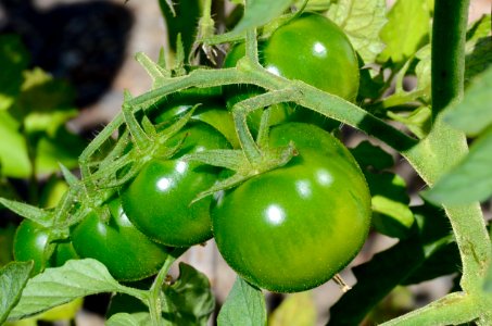 Fruit, Bush Tomato, Potato And Tomato Genus, Vegetable