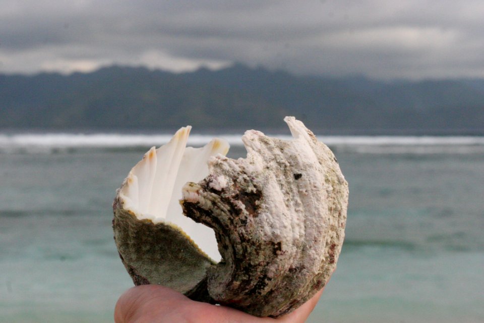 Seashell, Cockle, Clam, Conch