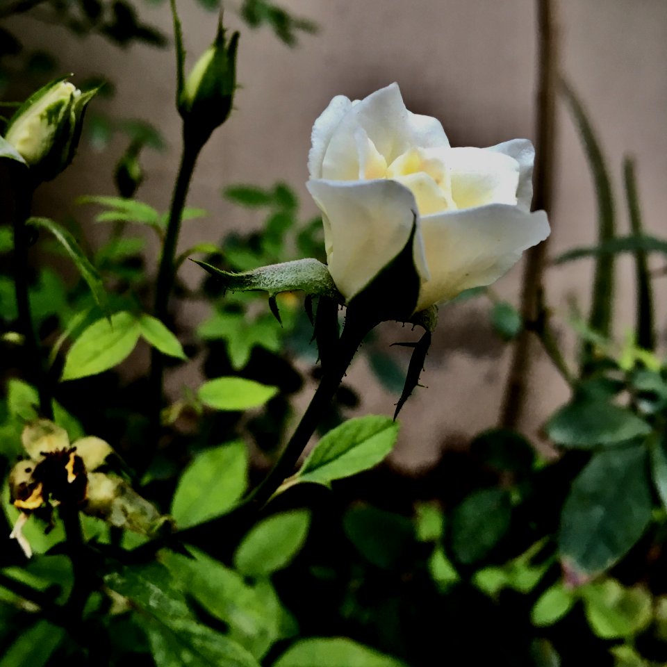 Plant, Rose Family, Flower, Flowering Plant