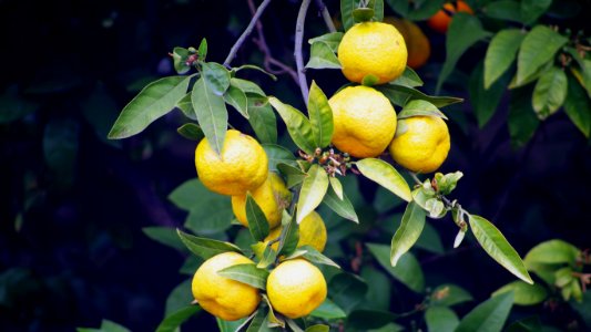 Citrus, Fruit, Fruit Tree, Lemon photo