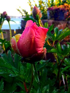Plant, Flower, Flora, Petal