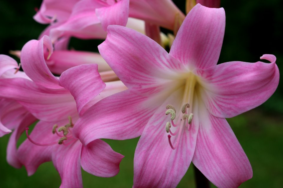 Flower, Plant, Pink, Flora