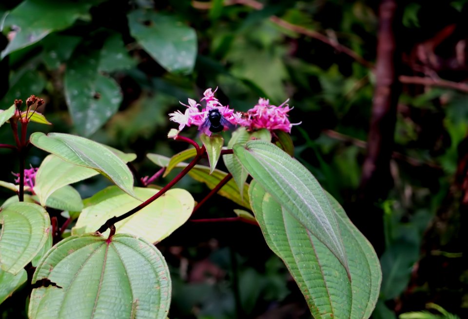 Plant, Flora, Flower, Leaf