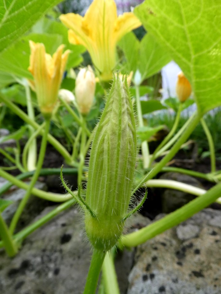 Plant, Okra, Flora, Plant Stem