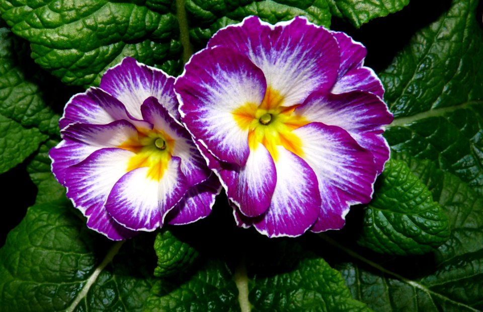 Flower, Primula, Plant, Flowering Plant