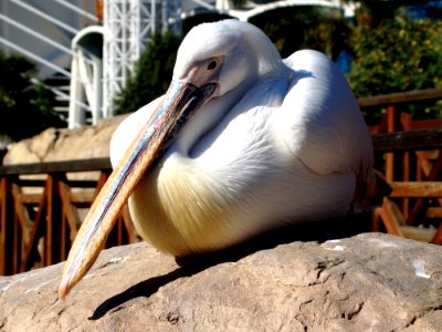 Bird, Pelican, Beak, Fauna photo