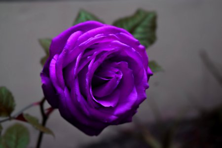 Flower, Rose, Rose Family, Purple