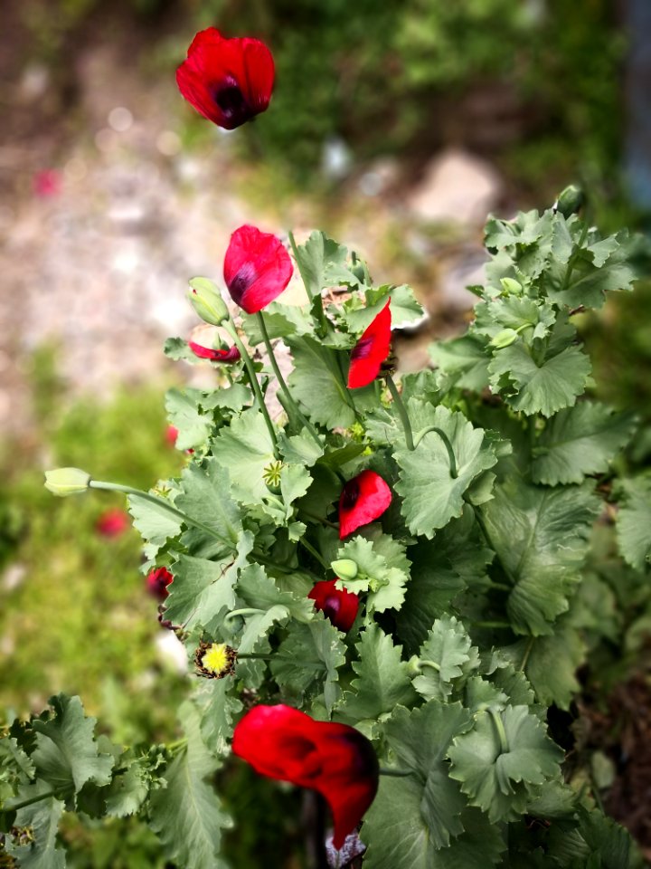 Flower, Plant, Flowering Plant, Poppy