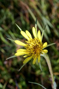 Flower, Flora, Plant, Daisy Family