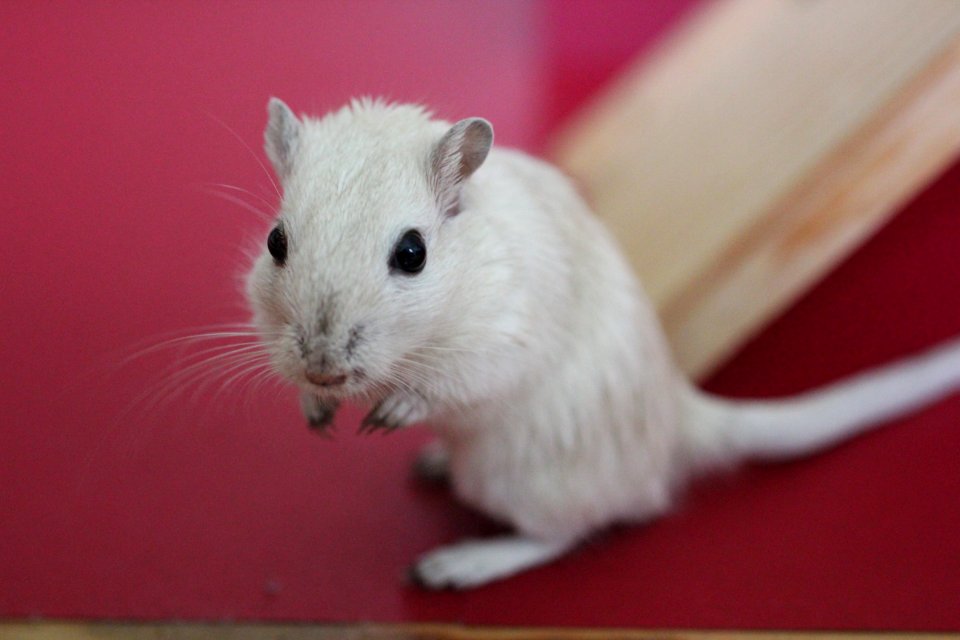 Gerbil, Mammal, Mouse, Fauna
