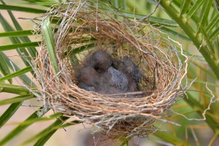 Nest, Bird Nest, Bird, Fauna photo