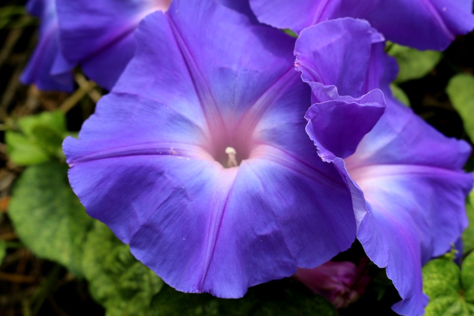 Flower, Blue, Plant, Purple