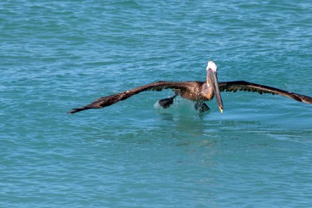 Pelican, Bird, Seabird, Fauna photo