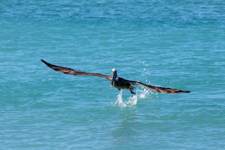 Sailing, Sea, Wave, Wind Wave photo