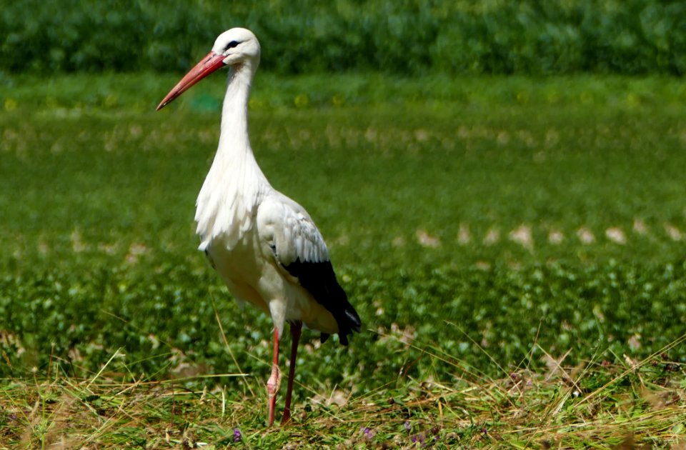 Bird, White Stork, Stork, Ecosystem