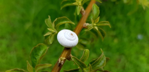 Plant, Flora, Branch