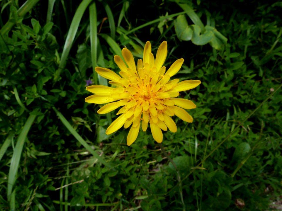 Flower, Flora, Plant, Daisy Family