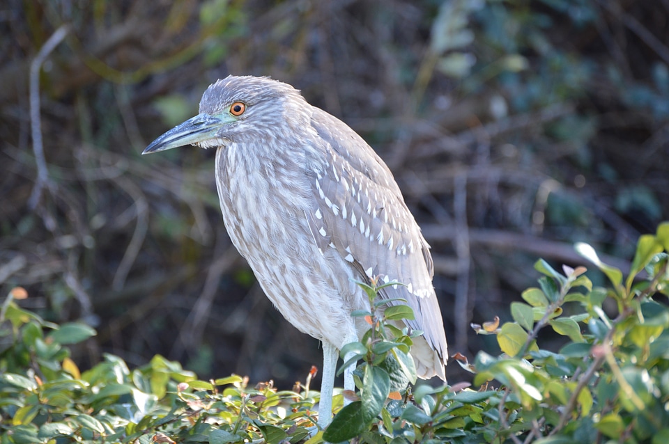 Juve juvenile wildlife photo