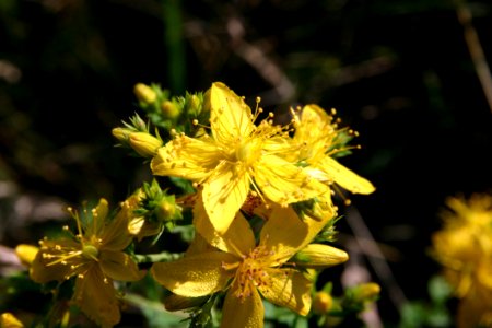 Flower, Flora, Yellow, Plant photo