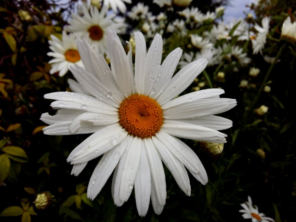 Flower, Oxeye Daisy, Flora, Plant