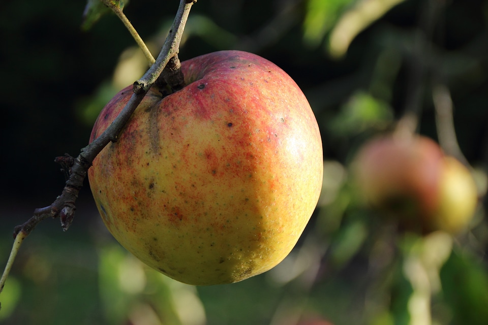 Mature summer tree