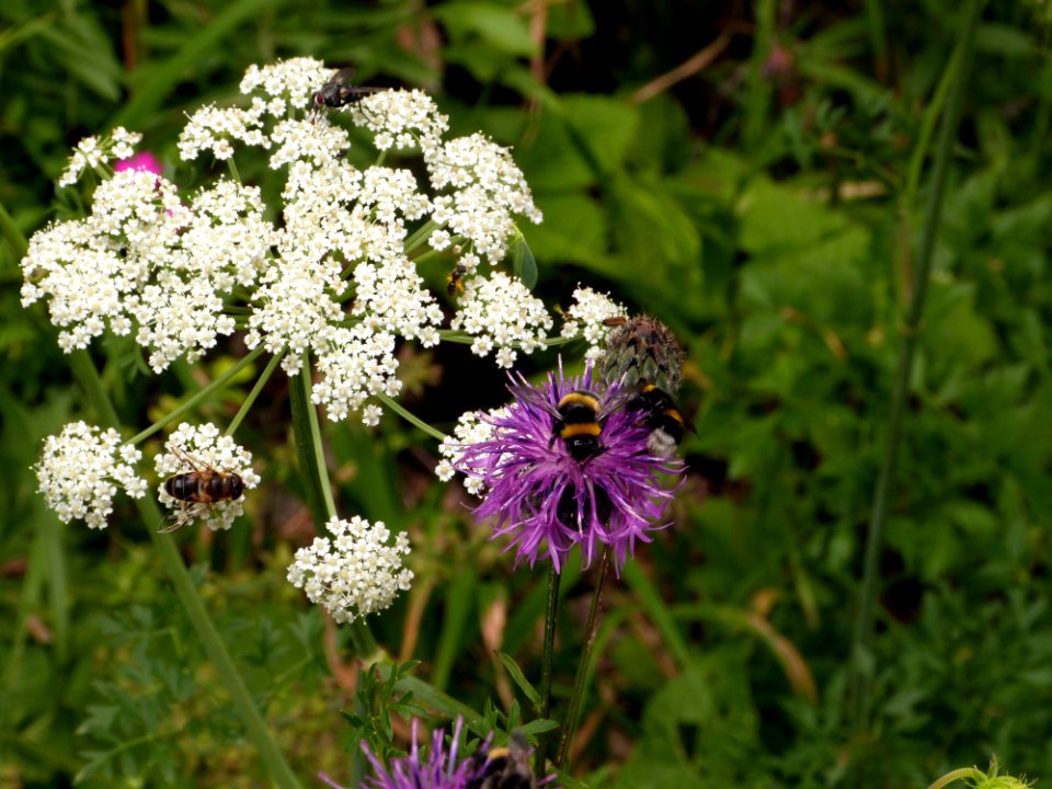 Flower, Plant, Flora, Flowering Plant