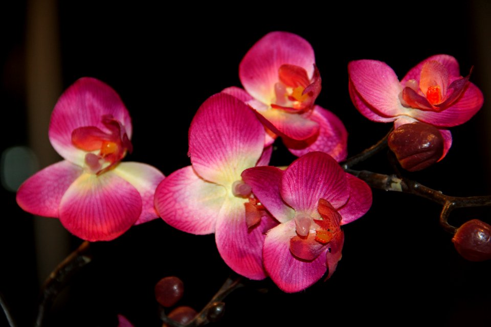 Flower, Flowering Plant, Pink, Plant