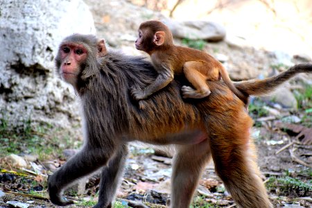 Macaque, Mammal, Primate, Fauna photo