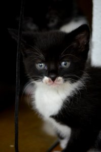 Cat, Whiskers, Black, Small To Medium Sized Cats