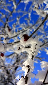 Blue, Branch, Winter, Sky photo